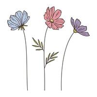 Set of multi-colored cosmos wildflowers with black contour on white background. Wild plants and botanical elements for design projects. Hand-drawn flowers, and leaves illustration vector