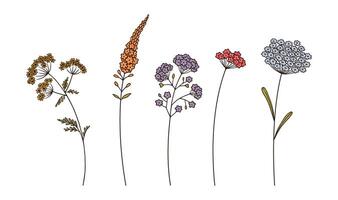 Set of multi-colored wildflower cluster inflorescences in black color, on white background. Wild plants for design projects. Hand-drawn flowers and leaves illustration vector