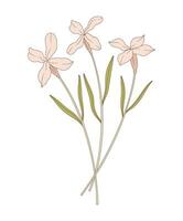 Bouquet of three matthiola flowers illustration. Botanical hand-drawn elements for design projects. Bunch of blooming perennial wild plants vector