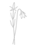 Bunch of blooming perennial wildflowers illustration. Bouquet of two buds and leaves. Line art, minimal style, contour plants. Botanical hand-drawn elements for design projects vector