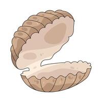 Illustration of Clam Shell vector