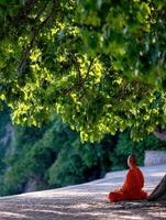 Young monk meditates under a tree in nature sanctuary photo