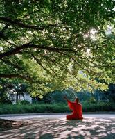 Monk meditates under tree in park on sunny day in summer photo