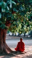Monk meditates beneath a tree in Southeast Asia at dawn photo