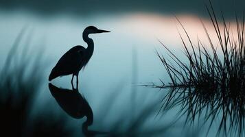 Great blue heron stands reflected in water at dusk in marsh photo