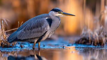 Grey heron standing in shallow water at dawn in a wetland photo