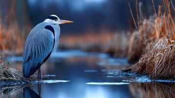 Grey heron stands motionless at edge of a tranquil body of water photo