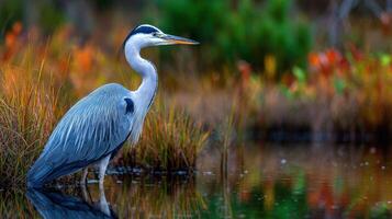 Gray heron stands calmly in water at dusk in the marsh photo