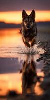 German Shepherd runs through shallow water at sunset photo