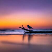 Seagull perched on driftwood at sunset in Myrtle Beach photo