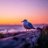 Seagull stands on driftwood at sunset on a Washington beach photo