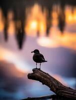 Seagull perched on branch at sunset over Puget Sound photo