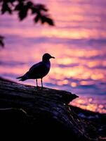 Silhouette of bird standing on a log at sunset photo