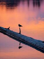 Seagull perched on a log at a lake during sunset in Oregon photo