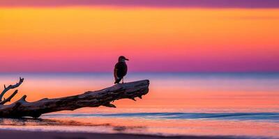 Bird perched on driftwood at bright coastal sunset photo