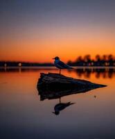 Black-headed gull rests on log at Lake during sunset photo