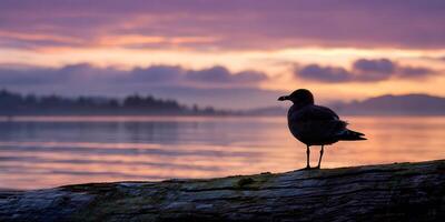 Seagull rests on log during beautiful sunset near the Pacific Ocean photo