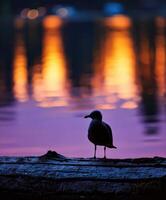 Seagull perched on a log at dusk near a lake in stanley park photo