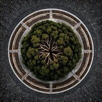 Top down view of tree in cobblestone roundabout garden photo