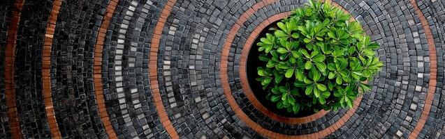 Plant grows in decorative stone mosaic at an outdoor Garden photo