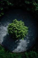 Lone tree grows from circular stone platform in afternoon photo