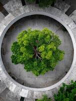 Aerial view of a lush tree within a circular architectural structure photo