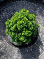 Green tree grows in gray circular stone planter in Singapore photo