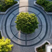 Aerial view of trees in circular plaza in the afternoon light photo