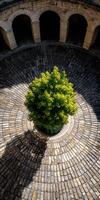 Pozzo di San Patrizio Reveals Geometric Stone Work and Tree photo
