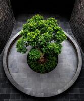 Tree growing in circle of gray bricks in morning light photo