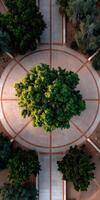 Aerial view of tree in paved circle at Arizona State University photo