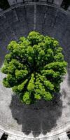 Tree grows in a stone circle aerial view from above in the daytime photo