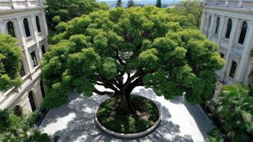 Large banyan tree at the University of Hawaii at Manoa Campus photo