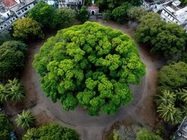 Aerial view of the old slave market site in Stone Town, Zanzibar photo
