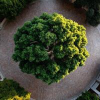 Large green tree in a brick circle at Stanford University photo