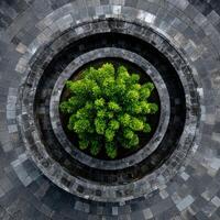 Green tree grows inside stone circle layers in morning sunlight photo