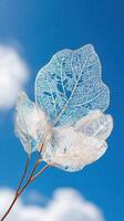 Dried leaf veins contrasting against the blue Summer sky photo