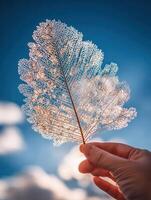 Hand holds intricate leaf skeleton against a blue sky photo