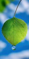 Green leaf with water droplet against a cloudy blue sky photo
