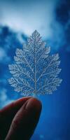 Holding delicate skeleton leaf against a blue sky photo