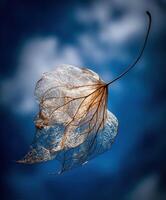Delicate skeleton leaf floats against a blue clouded sky photo