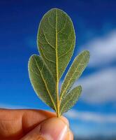 Hand holds a small green leaf against a blue cloudy sky photo