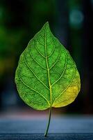 Green leaf stands alone with detailed veins outdoors photo