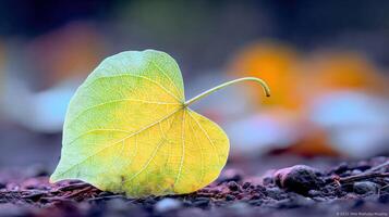 Single golden heart shaped leaf fallen on ground in Autumn photo