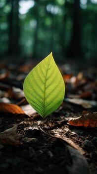 Bright green leaf stands alone on forest floor in Summer photo