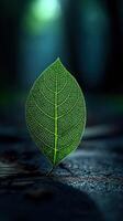 Green leaf standing vertically on a dark, textured surface photo