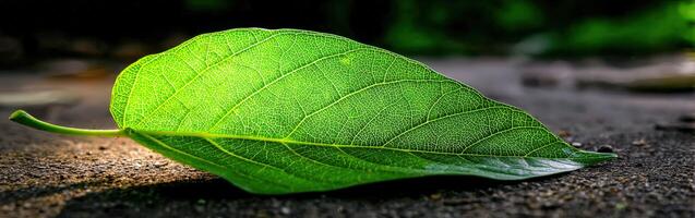 Green leaf lying on dark ground shows detailed vein structure photo