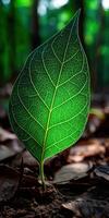 Single green leaf growing upwards on forest floor in daylight photo