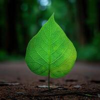 Bright green leaf sprouting from the dark soil in forest photo