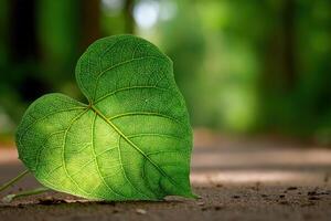 Large green leaf laying on a forest path during daytime photo